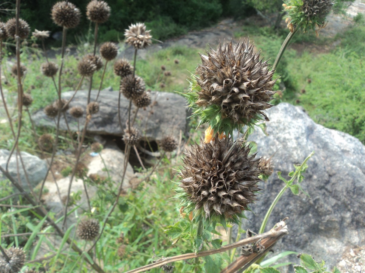 Leonotis nepetifolia (L.) R.Br.